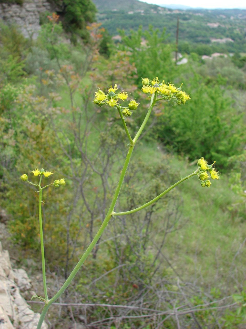 Taken May 19, 2012 by Tela Botanica − Paul Fabre (cc-by-sa)