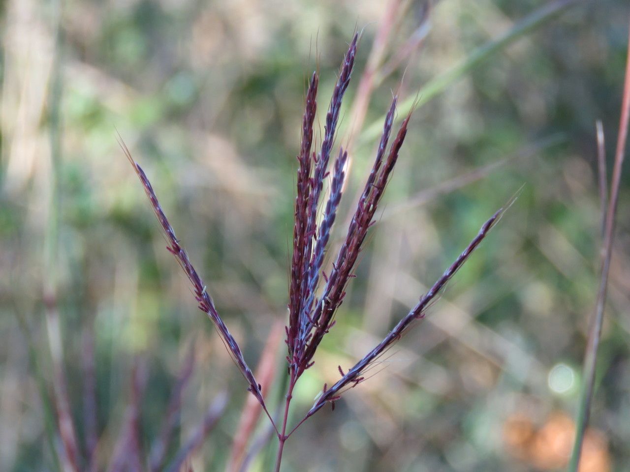 Taken Nov 1, 2015 by Tela Botanica − jean-marie PAGNIER (cc-by-sa)