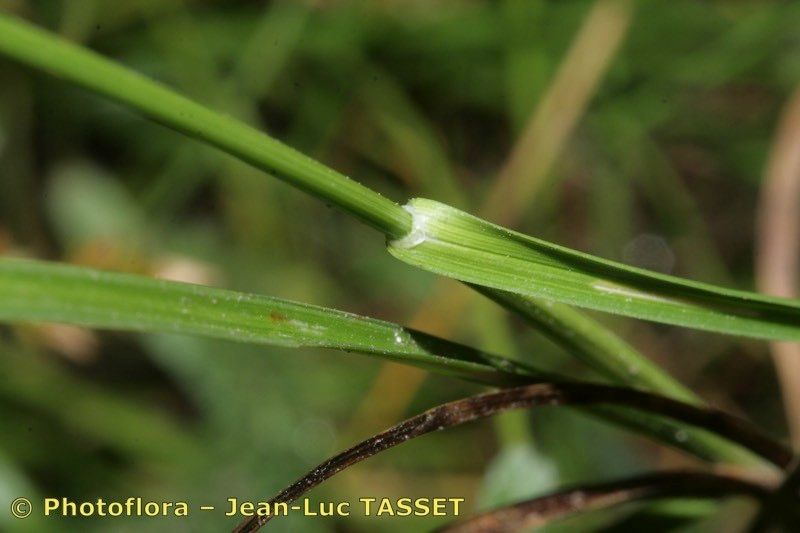 Taken Aug 15, 2010 by Photoflora - Jean-Luc TASSET (©)