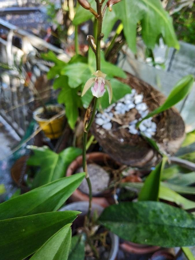 Oeceoclades maculata (Lindl.) Lindl., Orquídea monje (Flora mundial) -  Pl@ntNet identify