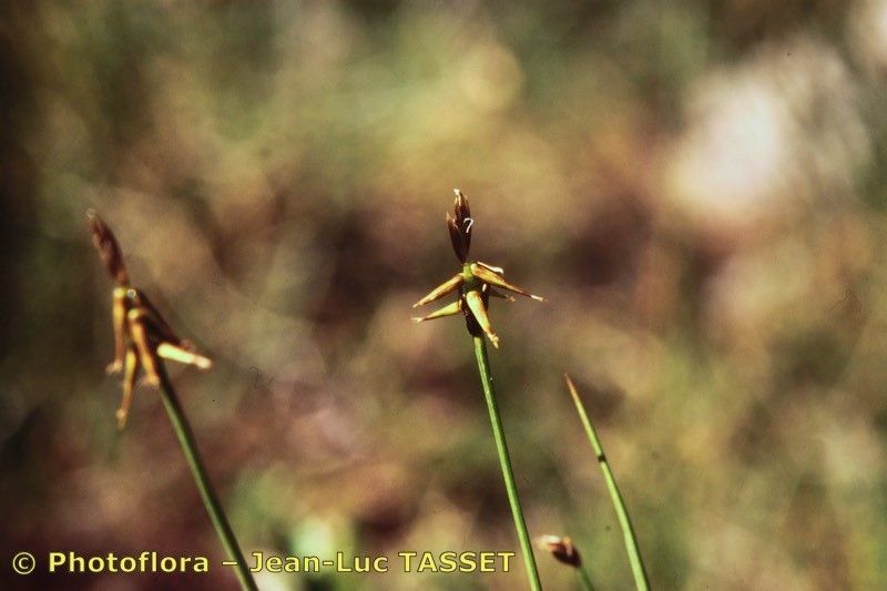 Taken Jul 15, 2002 by Photoflora - Jean-Luc TASSET (©)