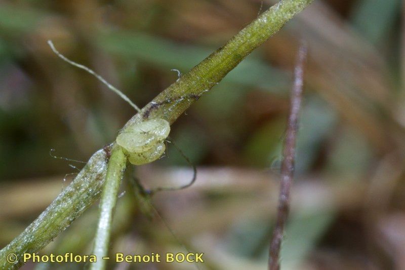 Taken Aug 15, 2013 by Photoflora - Benoit BOCK (©)