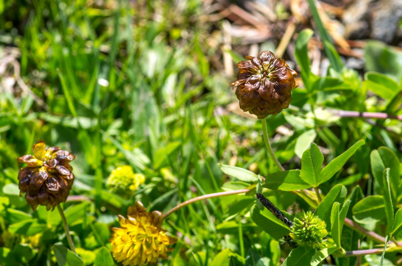 Taken Jun 23, 2014 by Tela Botanica − Jean-Jacques HOUDRÉ (cc-by-sa)