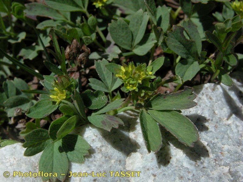 Taken Jul 15, 2003 by Photoflora - Jean-Luc TASSET (©)