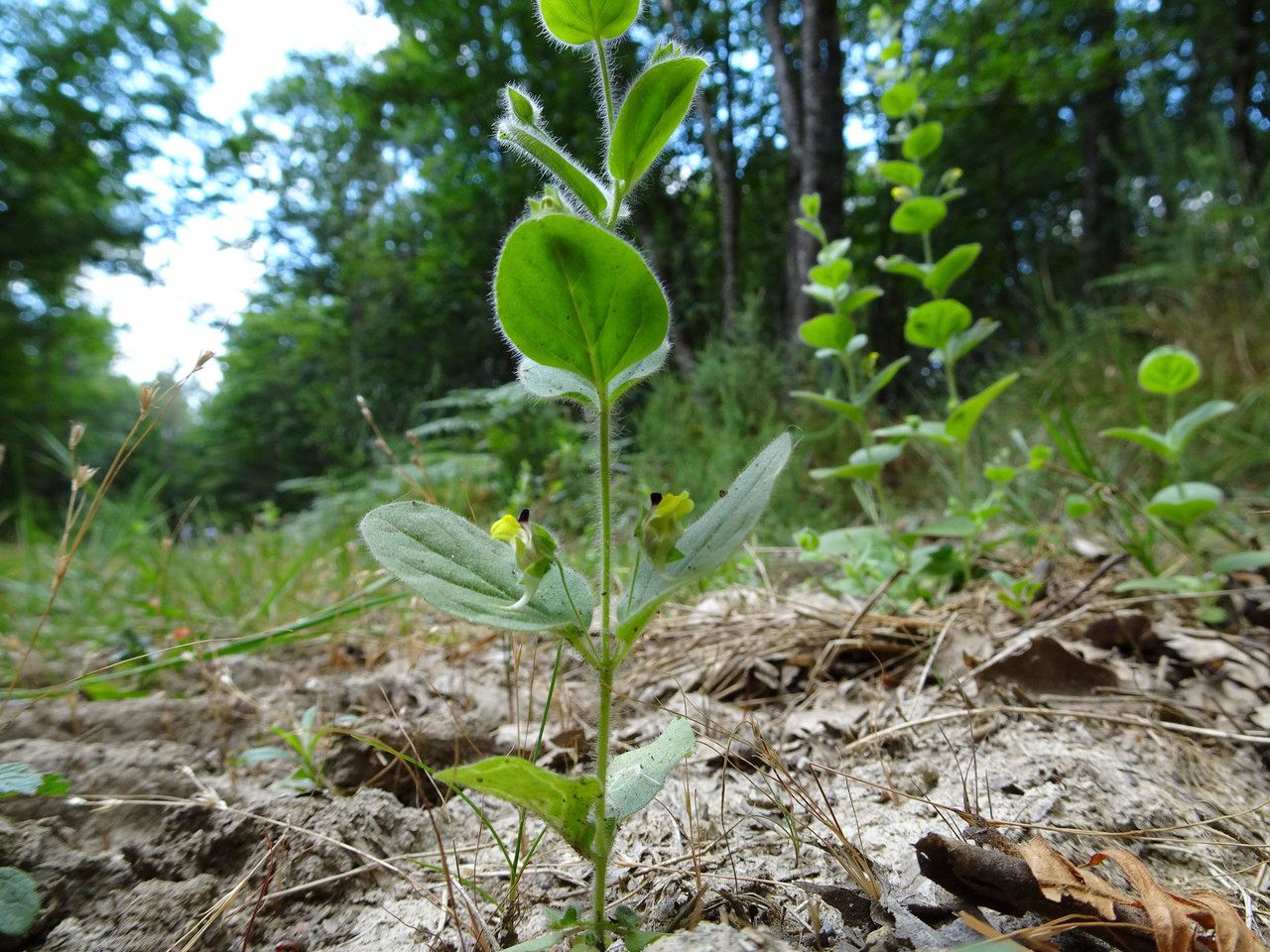 Taken Aug 10, 2016 by Tela Botanica − Jean-Jacques HOUDRÉ (cc-by-sa)