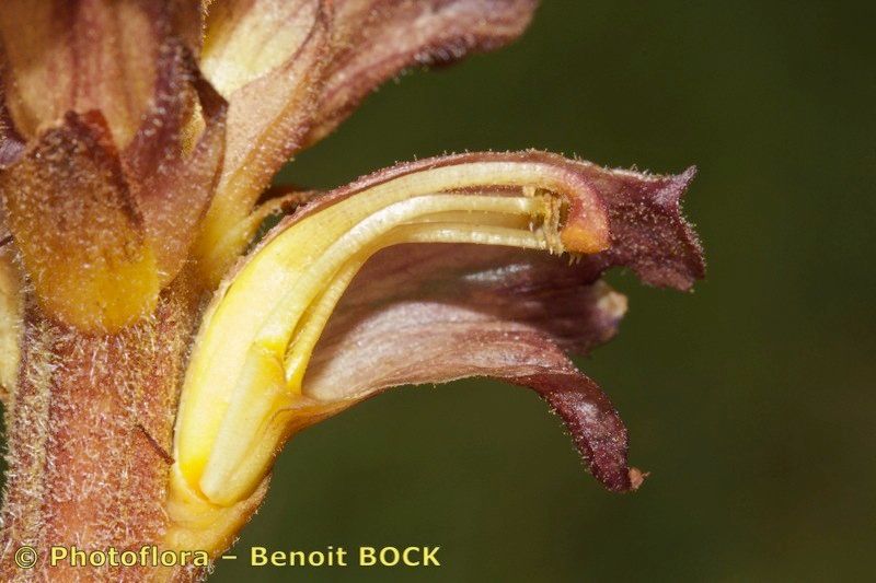 Taken Aug 15, 2014 by Photoflora - Benoit BOCK (©)