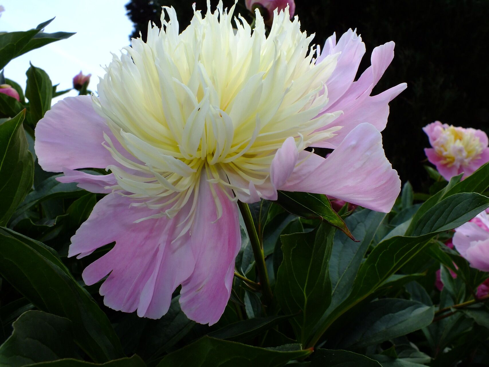 How To Grow Paeonia lactiflora | EarthOne How To Grow Paeonia lactiflora | EarthOne