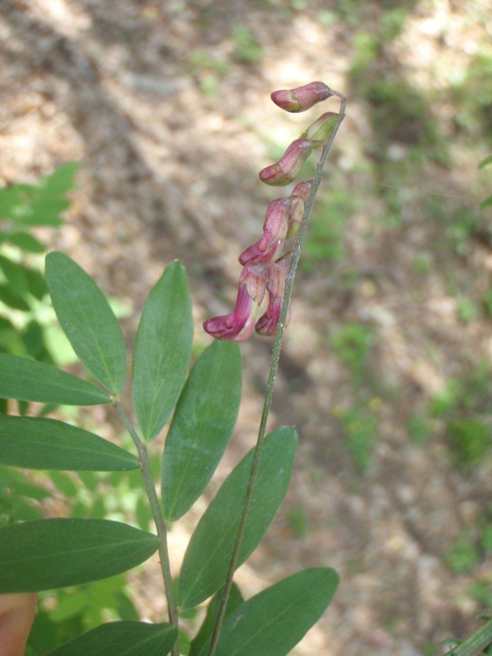 Taken May 5, 2014 by Tela Botanica − Geneviève Botti (cc-by-sa)