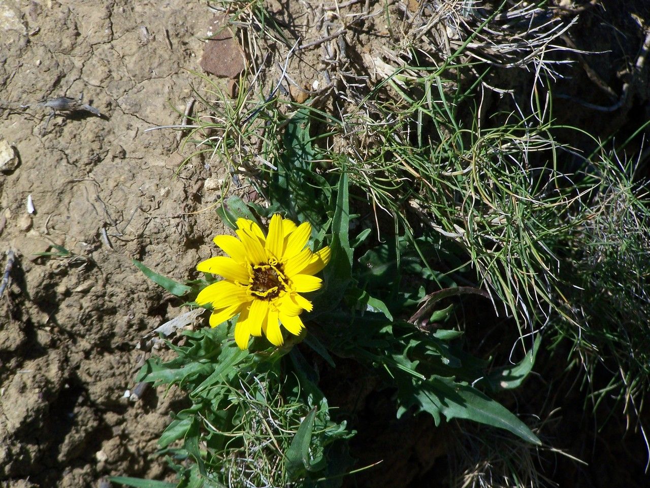 Taken Apr 10, 2016 by Tela Botanica − Patrick LEBOULENGER (cc-by-sa)