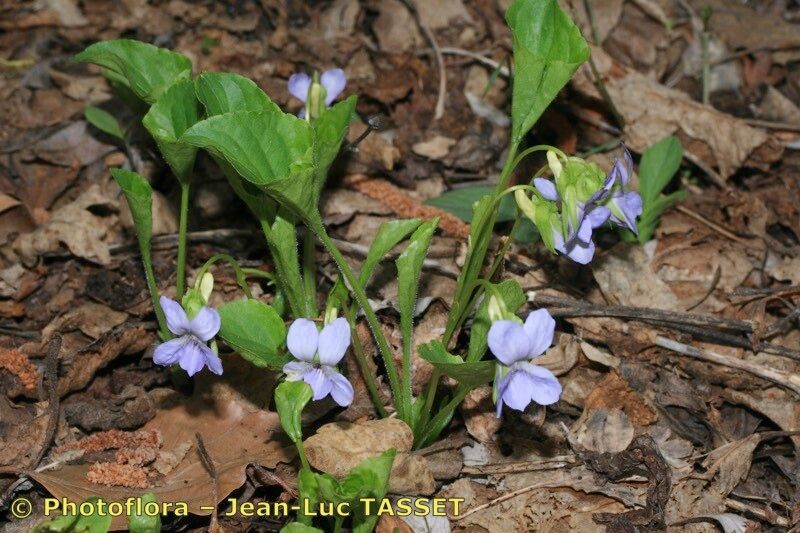 Taken Apr 15, 2010 by Photoflora - Jean-Luc TASSET (©)