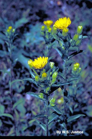 Taken Jan 1, 1900 by EOL − Smithsonian Institution, National Museum of Natural History, Department of Botany (cc-by-nc-sa)