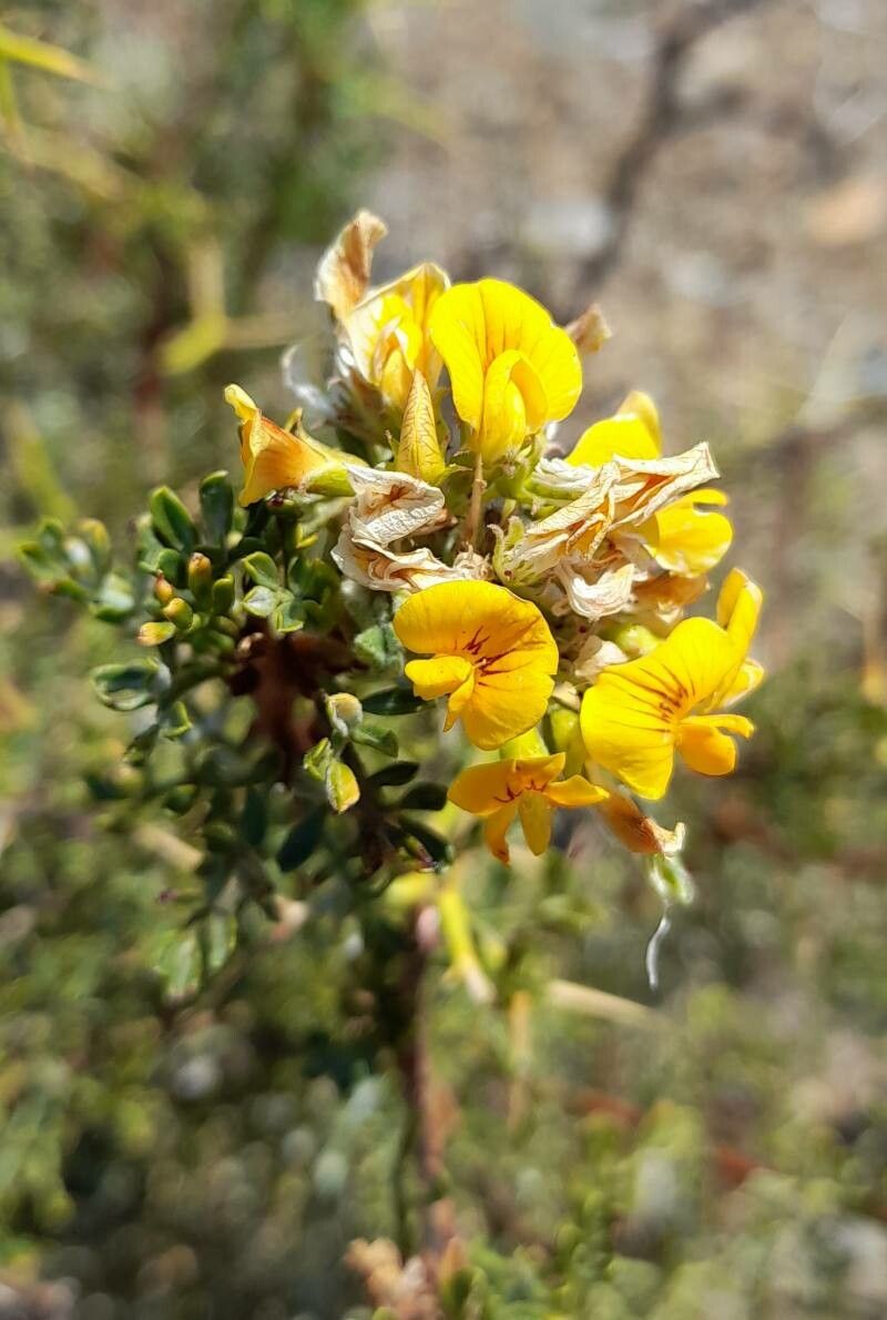 Adesmia volckmannii Phil. (World flora) identify
