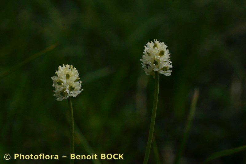 Taken Jul 15, 2005 by Photoflora - Benoit BOCK (©)