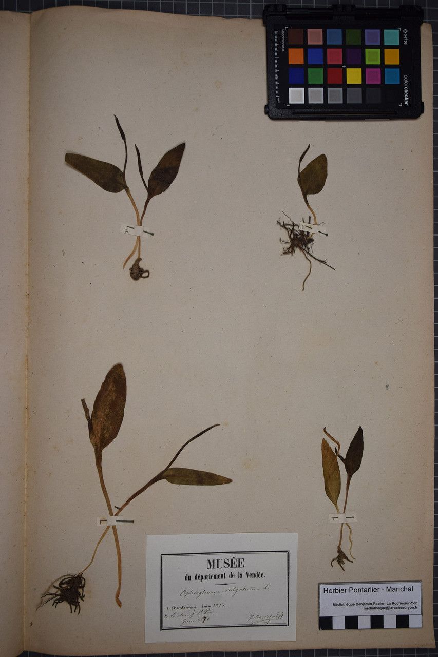 Taken May 31, 1873 by Tela Botanica − Herbier PONTARLIER-MARICHAL (cc-by-sa)