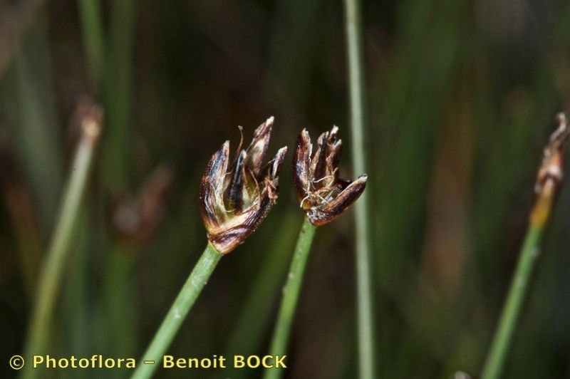 Taken Jul 15, 2011 by Photoflora - Benoit BOCK (©)