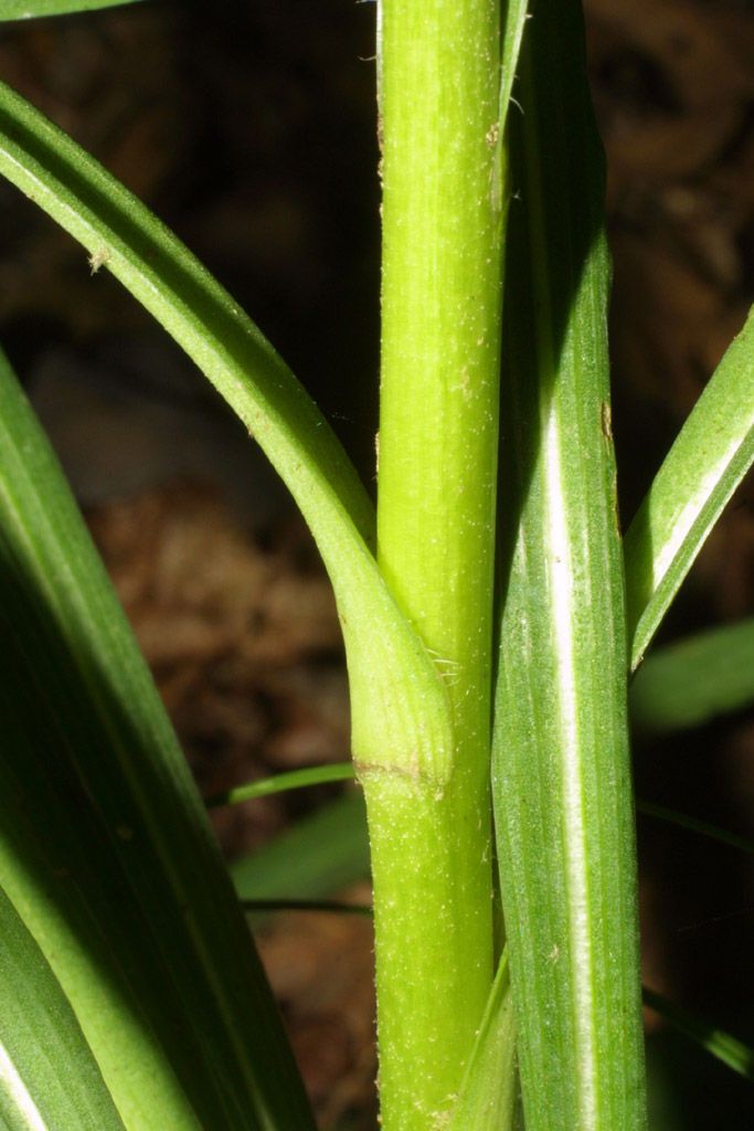 Plant Image 5