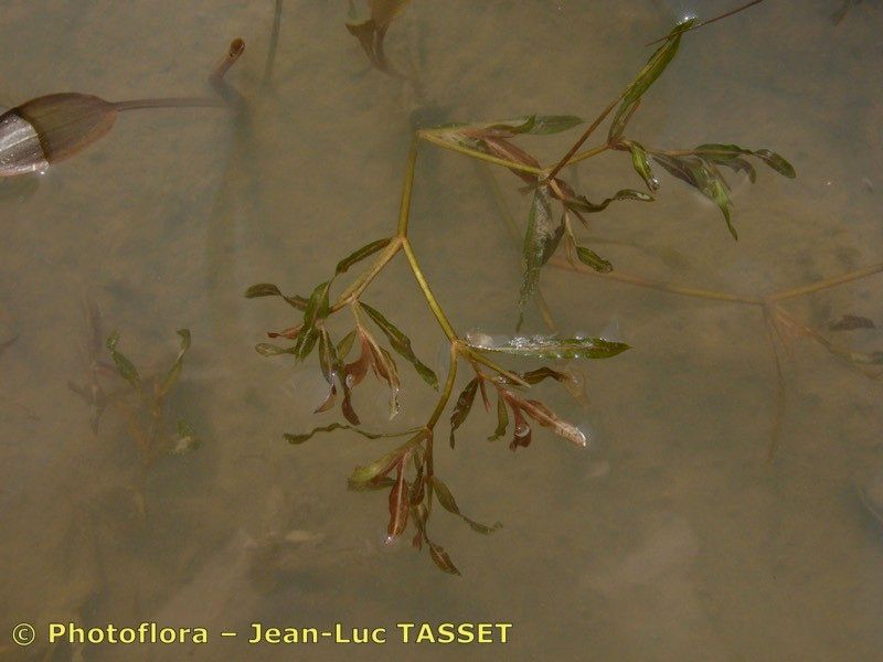 Taken Aug 15, 2003 by Photoflora - Jean-Luc TASSET (©)