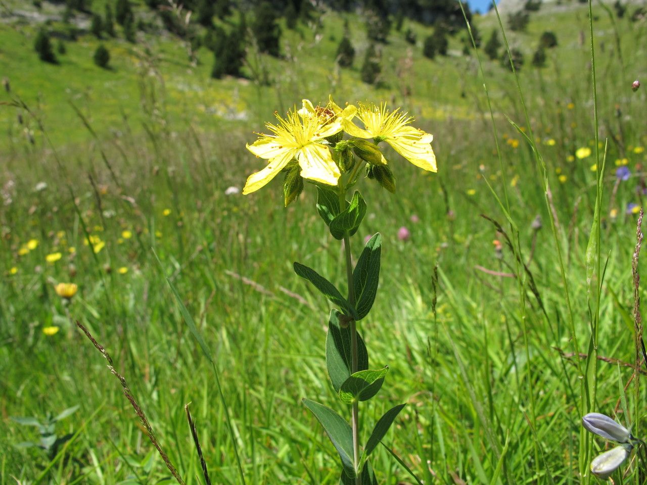 Taken Jul 9, 2012 by Tela Botanica − Hugues TINGUY (cc-by-sa)