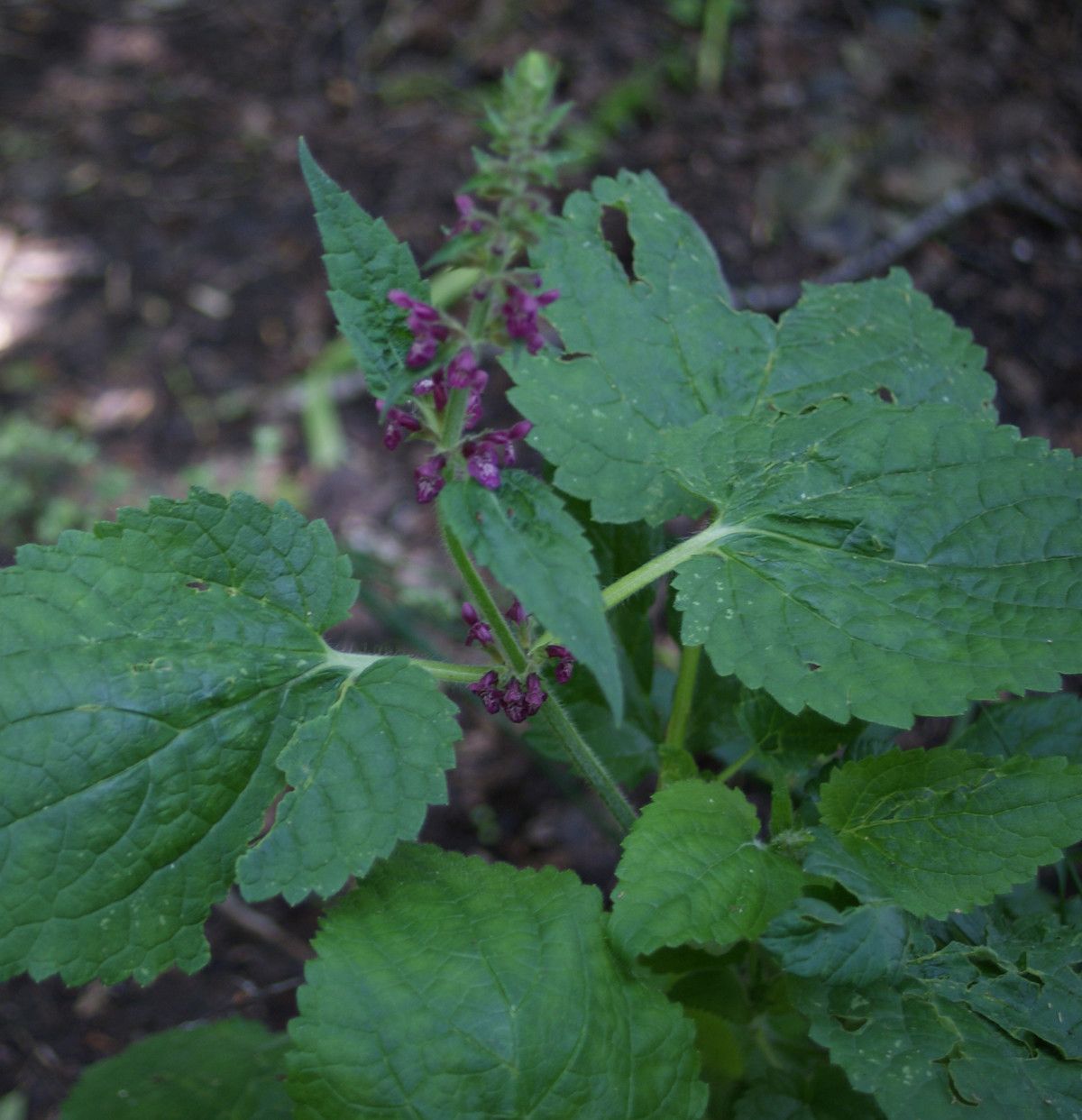 Taken Jul 6, 2014 by Tela Botanica − Liliane Roubaudi (cc-by-sa)