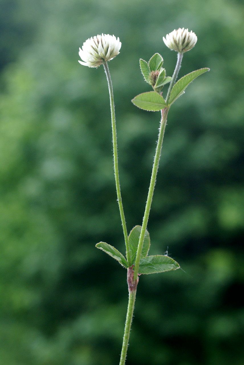 Taken Jun 15, 2008 by Tela Botanica − Liliane Roubaudi (cc-by-sa)