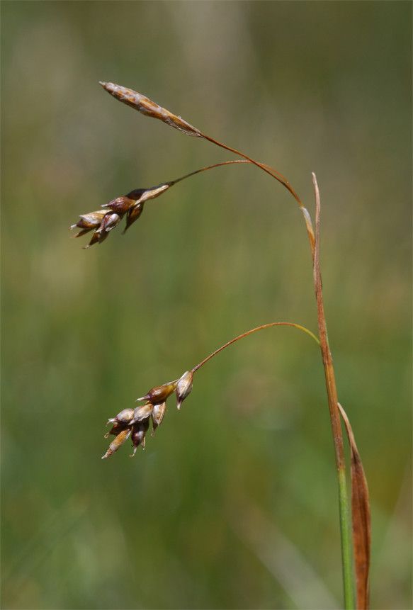 Taken Jul 16, 2011 by Tela Botanica − Pascal AMBLARD (cc-by-sa)