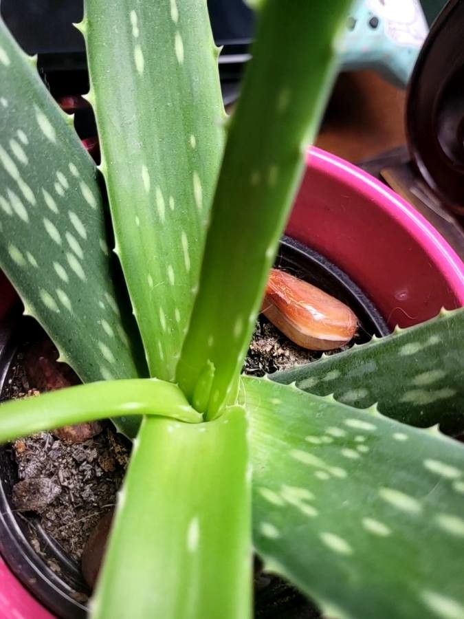 Aloe vera (L.) Burm. f., Aloe (Estados Unidos) - Pl@ntNet identify