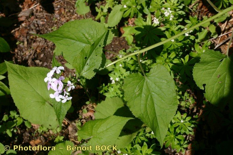 Taken Aug 15, 2006 by Photoflora - Benoit BOCK (©)