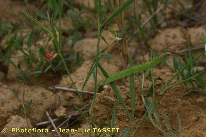 Taken Aug 15, 2005 by Photoflora - Jean-Luc TASSET (©)