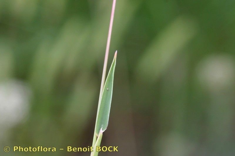 Taken Jul 15, 2005 by Photoflora - Benoit BOCK (©)