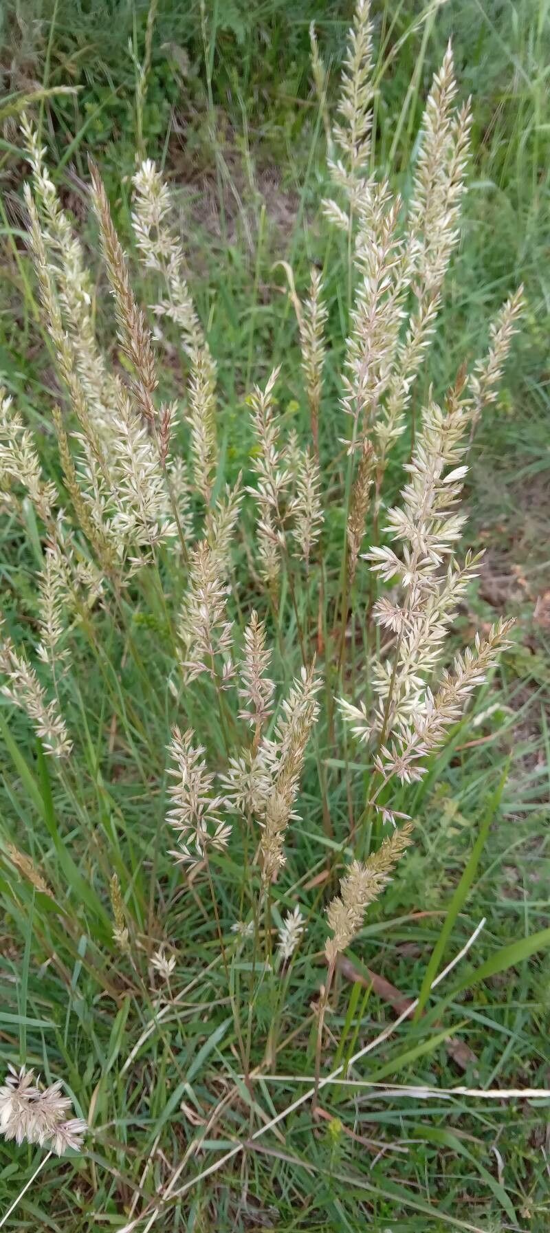 Crested hairgrass