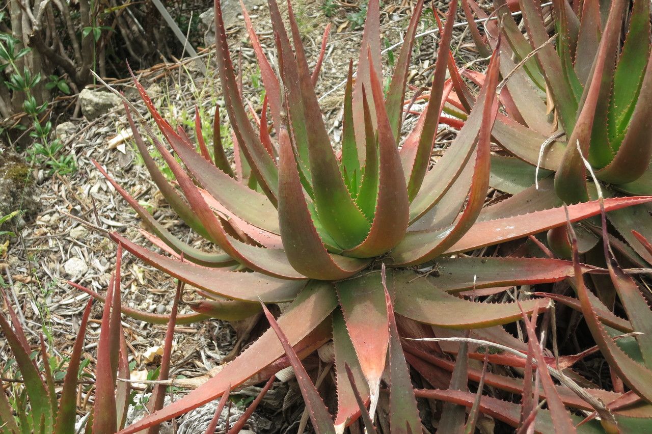Aloe Succotrina Lam Sábila Flora Mundial Plntnet Identify 9236
