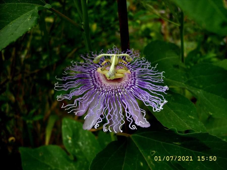 Observation: Passiflora incarnata L. (Bogdan Nesic Oct 31, 2021) World ...