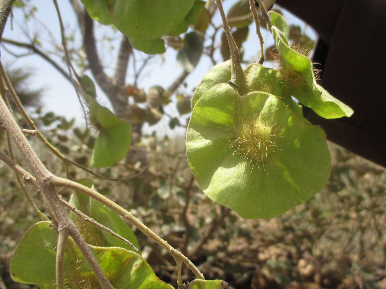 Taken May 15, 2014 by Tela Botanica − Sénégal ENGOUEMENT (cc-by-sa)