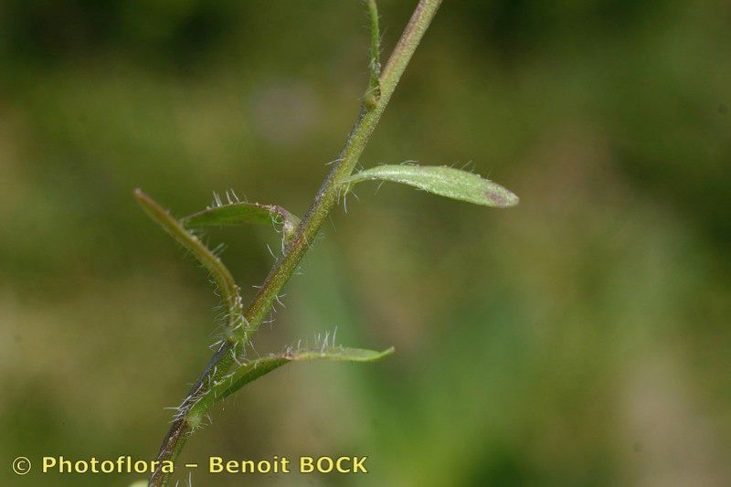 Taken Jul 15, 2006 by Photoflora - Benoit BOCK (©)