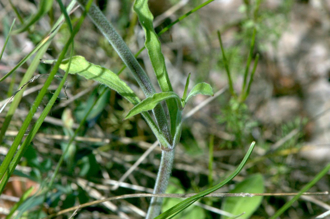 Taken Apr 26, 2011 by Tela Botanica − Jean-Pascal MILCENT (cc-by-sa)