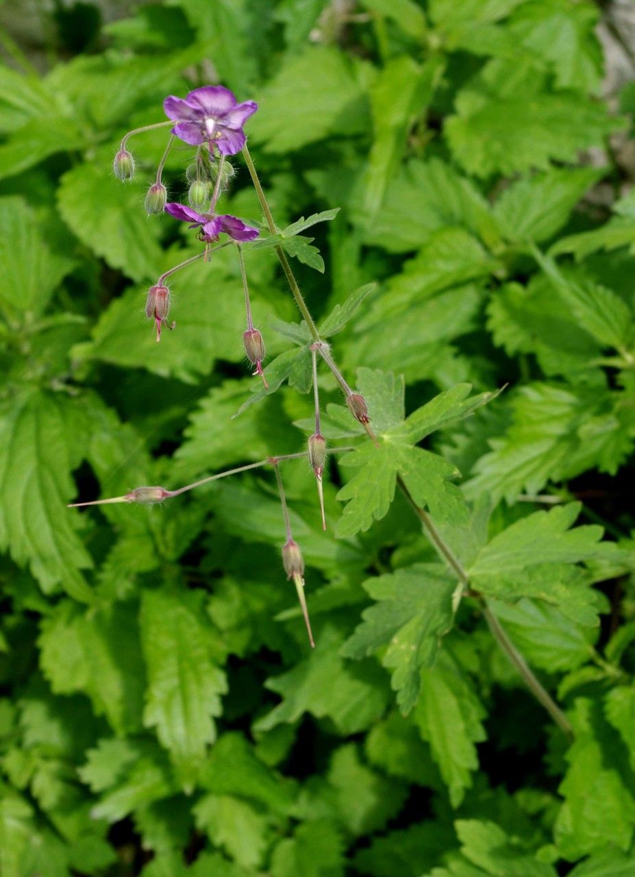 Taken Jul 25, 2010 by Tela Botanica − Jean-Luc Gorremans (cc-by-sa)