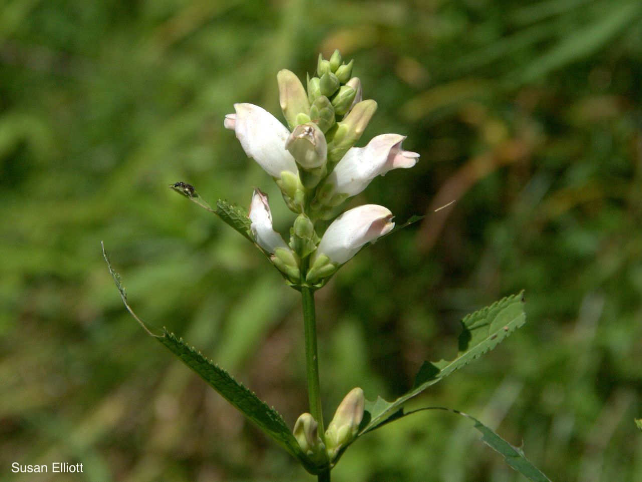 Plant Image 3