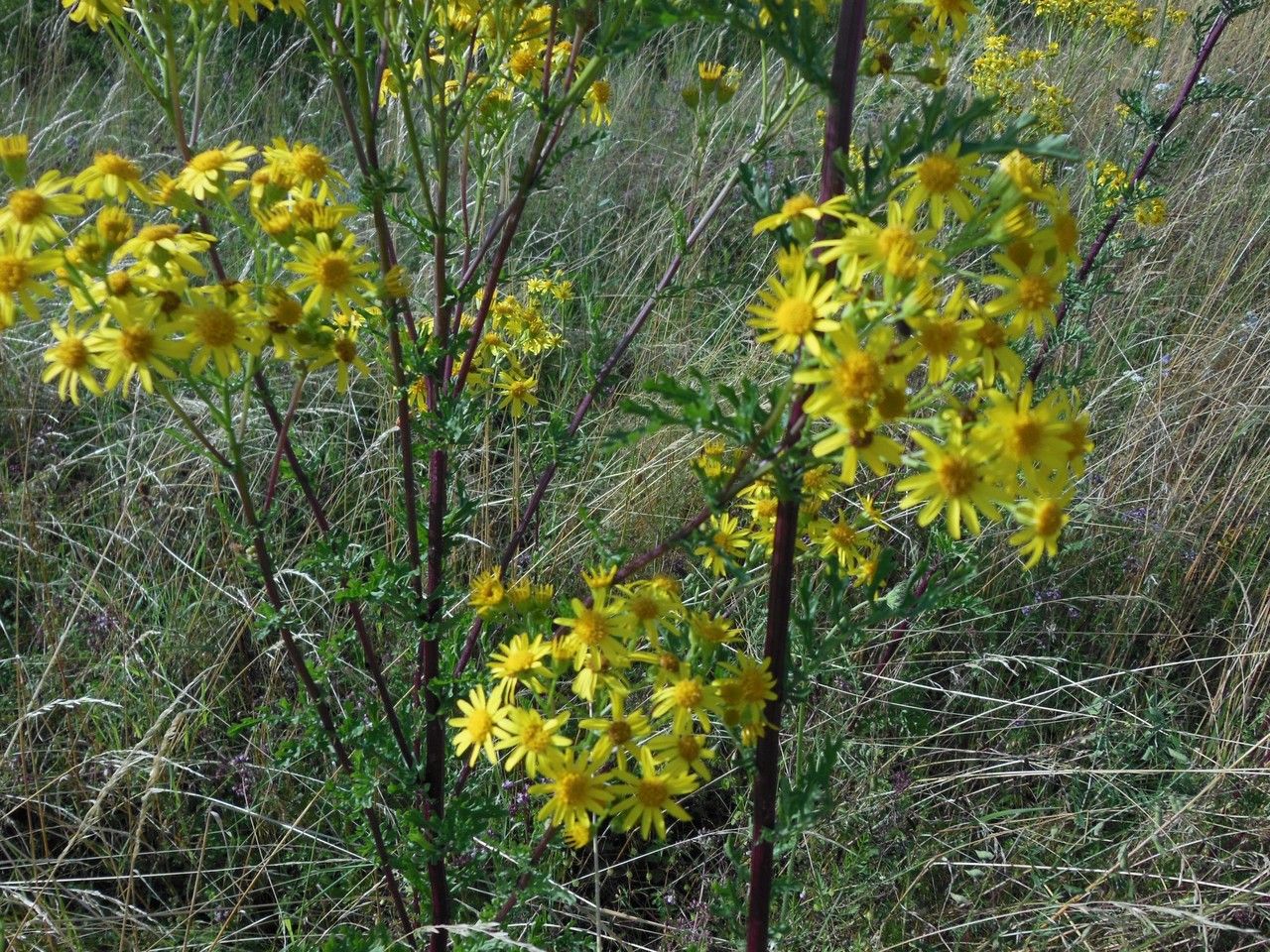 Taken Jul 6, 2014 by Tela Botanica − Dominique REMAUD (cc-by-sa)