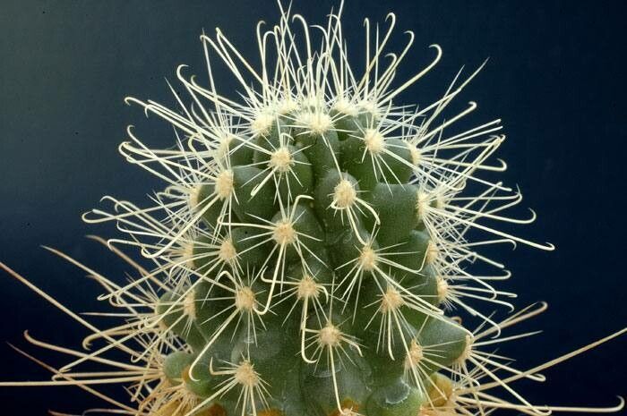 Observation of the month: Fish-Hook Cactus