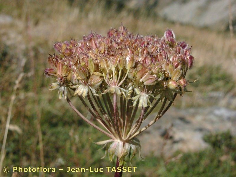 Taken Aug 15, 2003 by Photoflora - Jean-Luc TASSET (©)