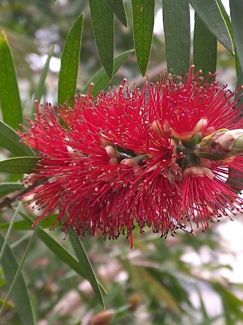 Melaleuca linearis - Wikipedia