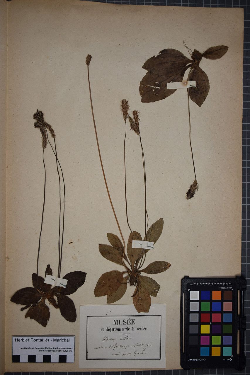 Taken Jun 30, 1854 by Tela Botanica − Herbier PONTARLIER-MARICHAL (cc-by-sa)