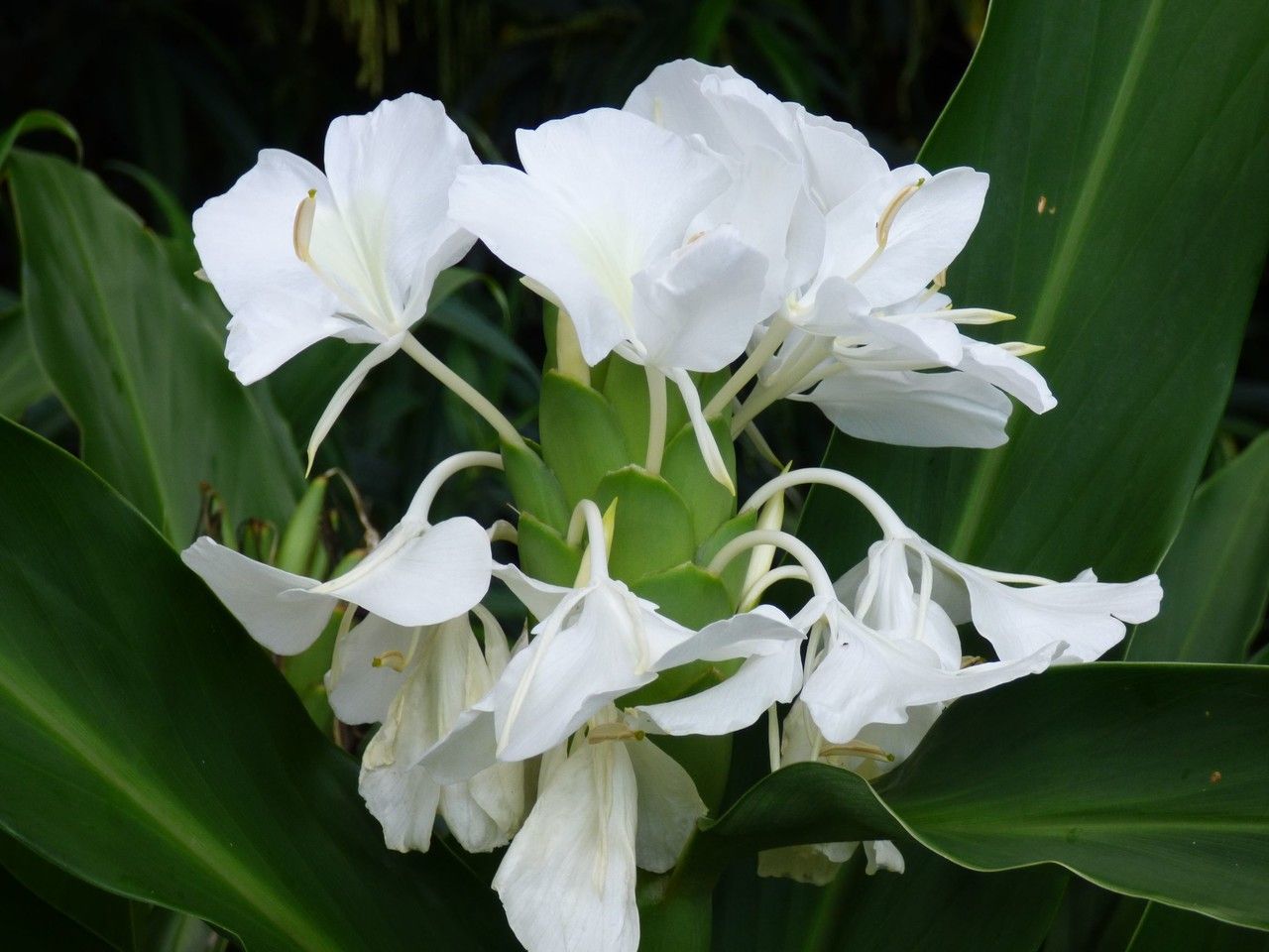 Hedychium coronarium önig (Reunión) - Pl@ntNet identify