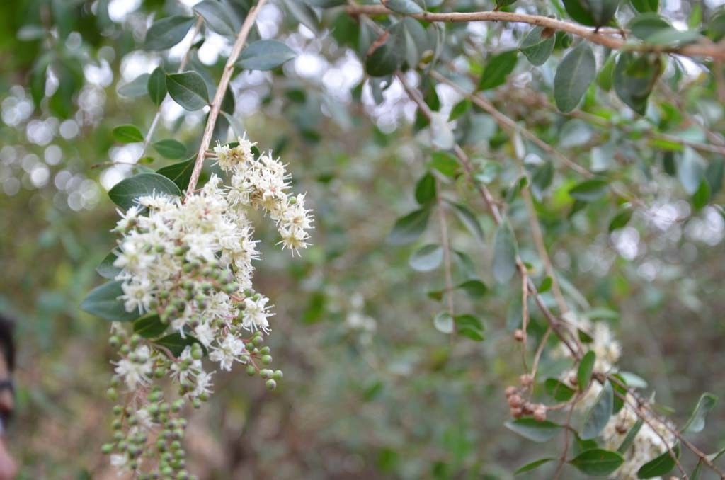 Taken May 6, 2014 by Tela Botanica − Sénégal ENGOUEMENT (cc-by-sa)