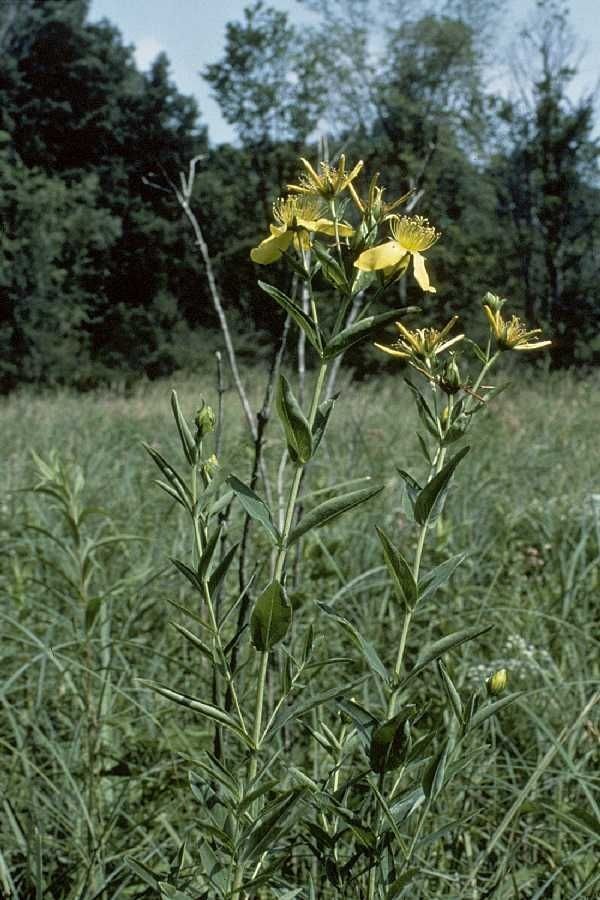 Taken Jan 1, 1900 by EOL − USDA NRCS Wetland Science Institute. (public)