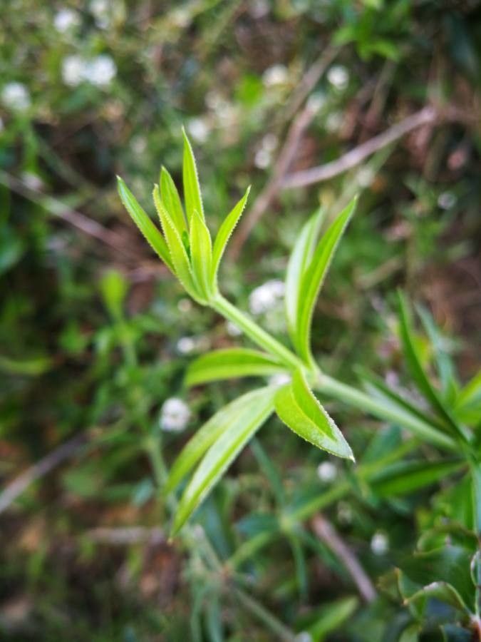 Northern bedstraw