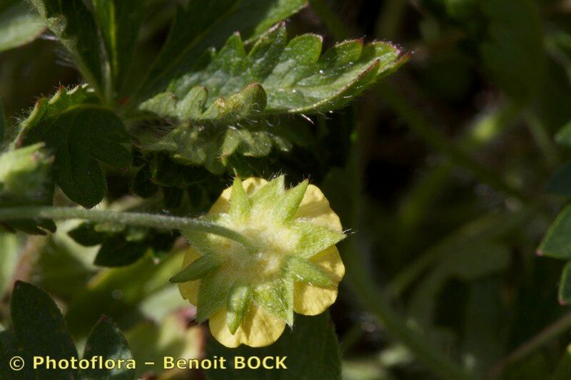 Taken Aug 15, 2013 by Photoflora - Benoit BOCK (©)