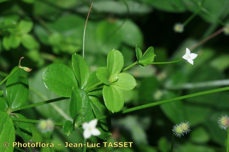 Taken Jul 15, 2010 by Photoflora - Jean-Luc TASSET (©)