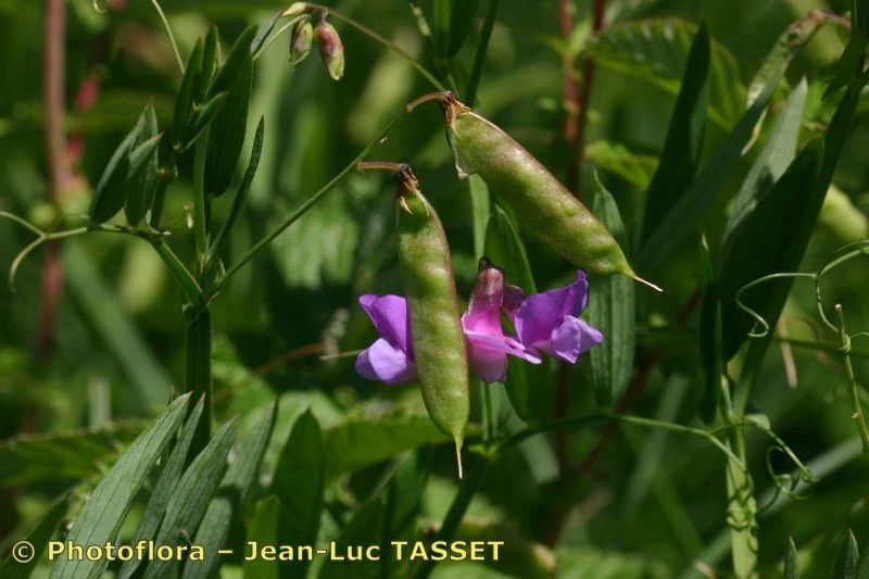 Taken Jul 15, 2005 by Photoflora - Jean-Luc TASSET (©)