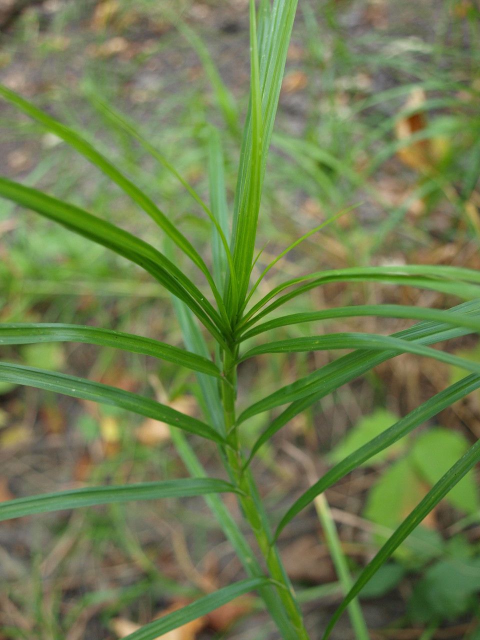 Plant Image 4